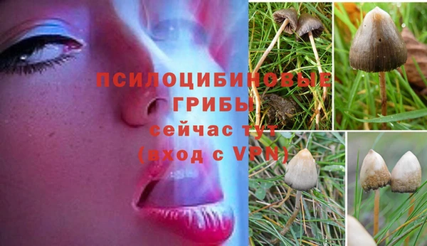 индика Алексин